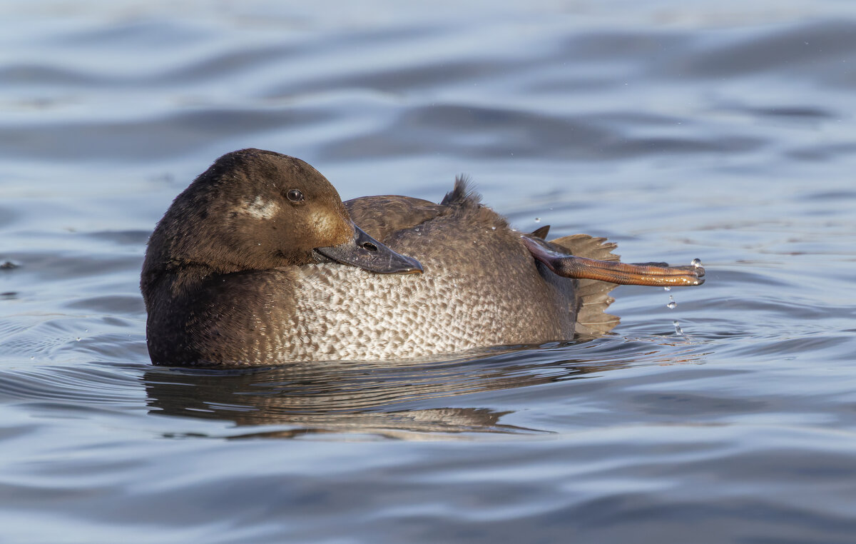 турпан. - юрий макаров