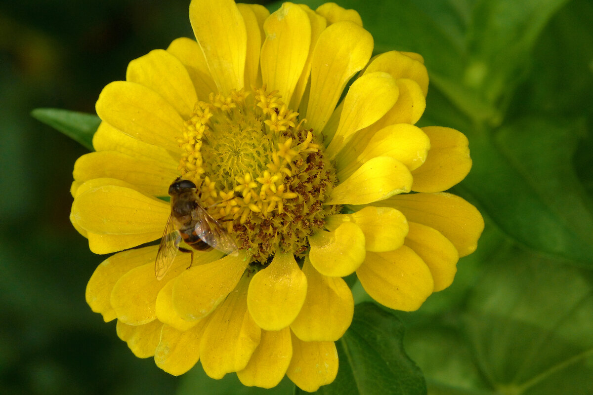 Жёлтая Циния  и муха  журчалка - Валентин Семчишин