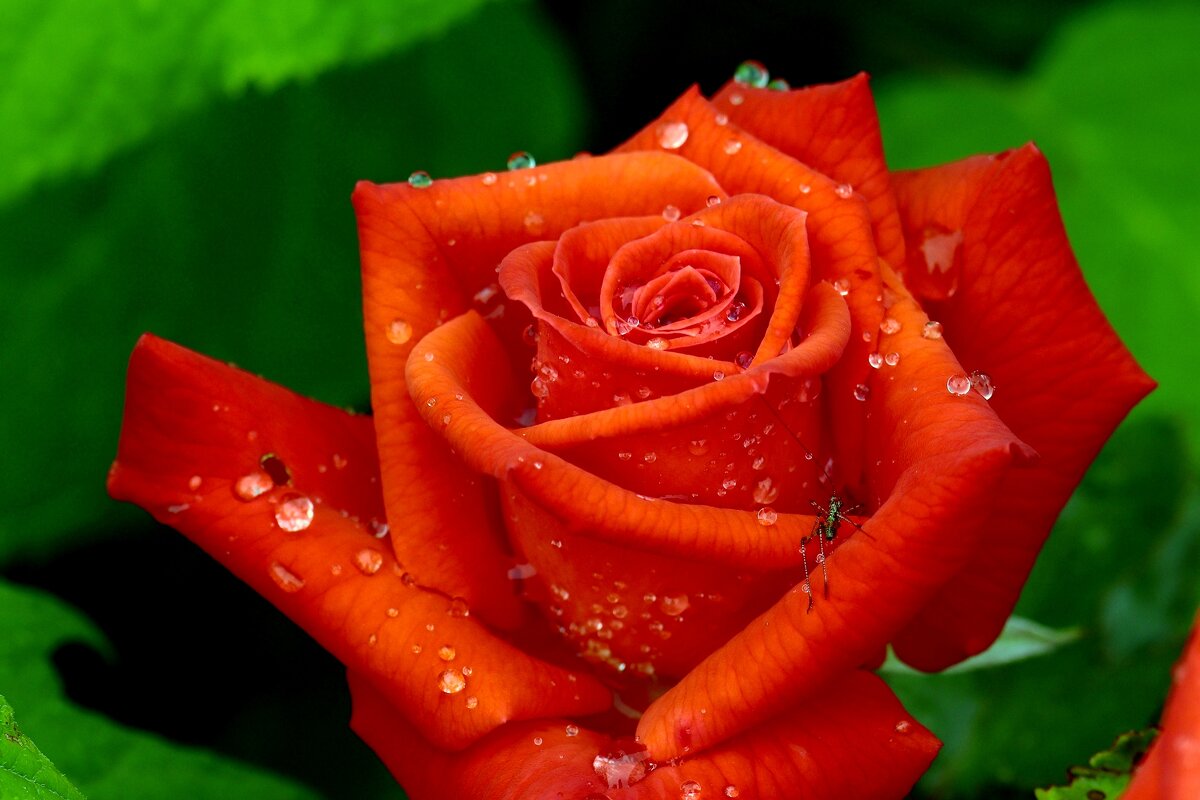 Цветы ушедшего лета - Юрий. Шмаков