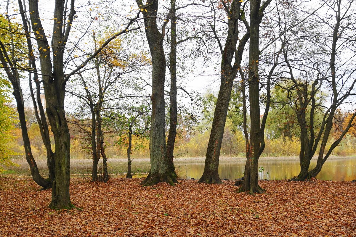 Ашманн парк, Калининград - Рита Симонова