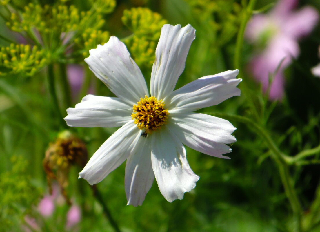 Белая космея. - nadyasilyuk Вознюк