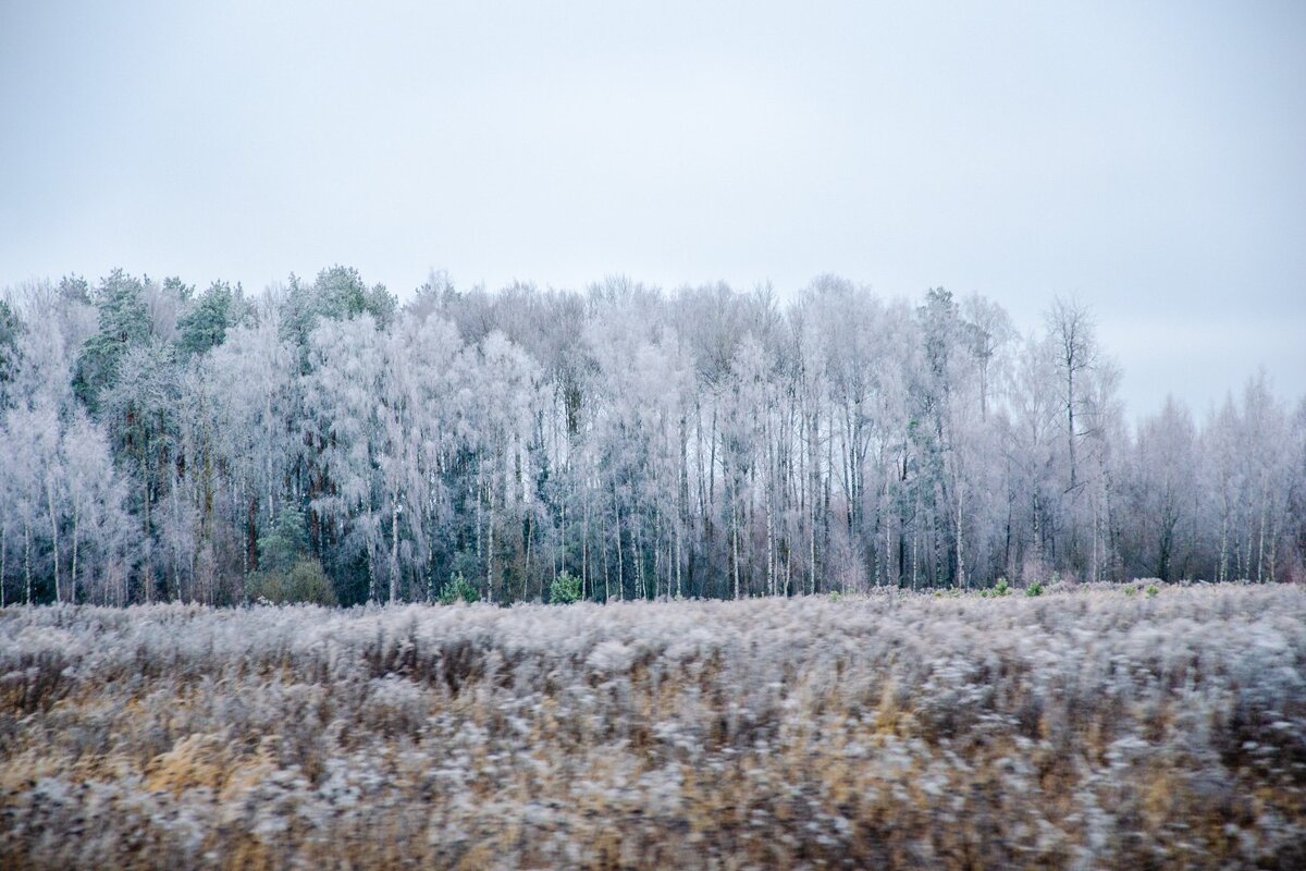 ______ - Галина Ложечникова