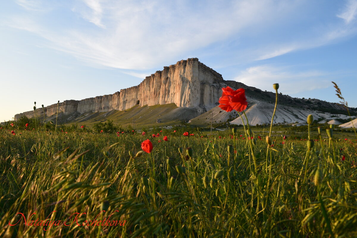 Природа Крыма - Amazing Cosmea