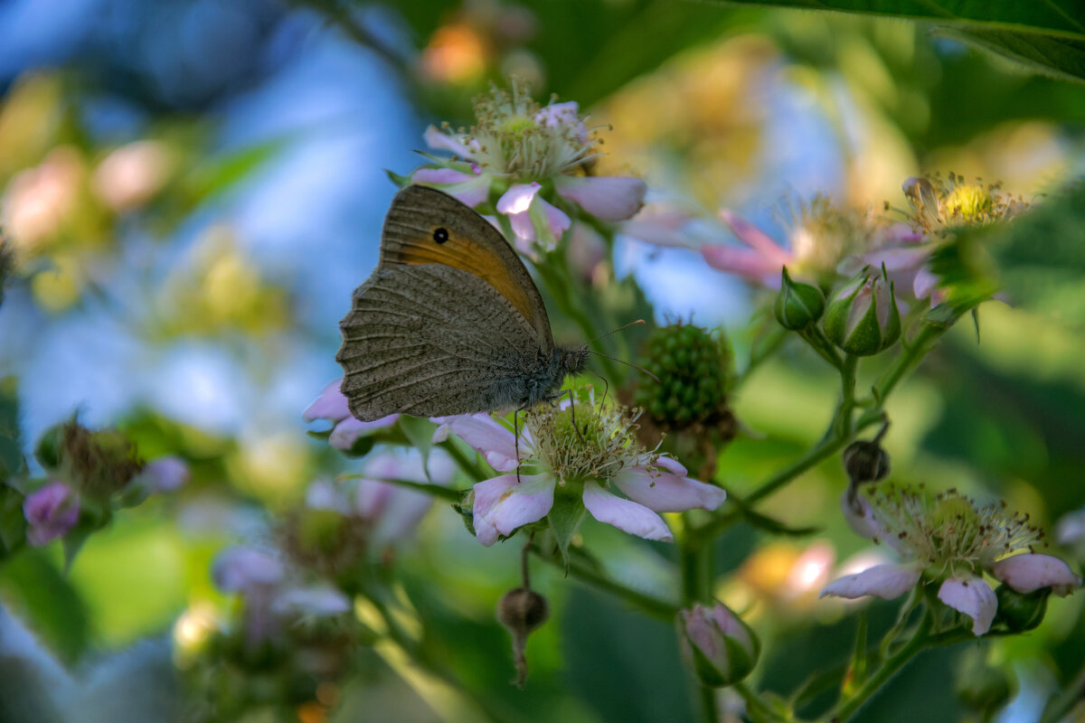 Сенница на ежевике - Наталья Димова