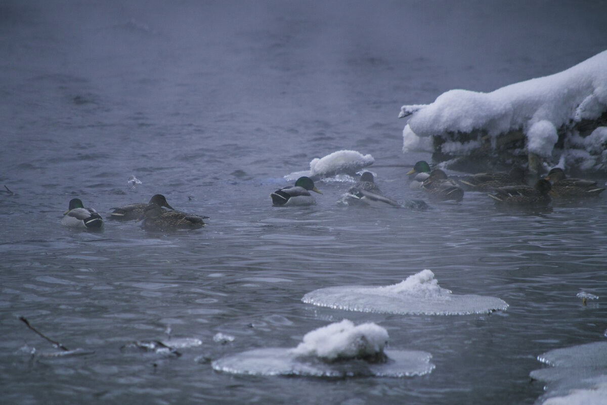 Речка ИЖ - ЗИМА УТКИ - Владимир Максимов