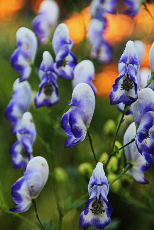 Пёстренькие .. - Татьян@ Ивановна