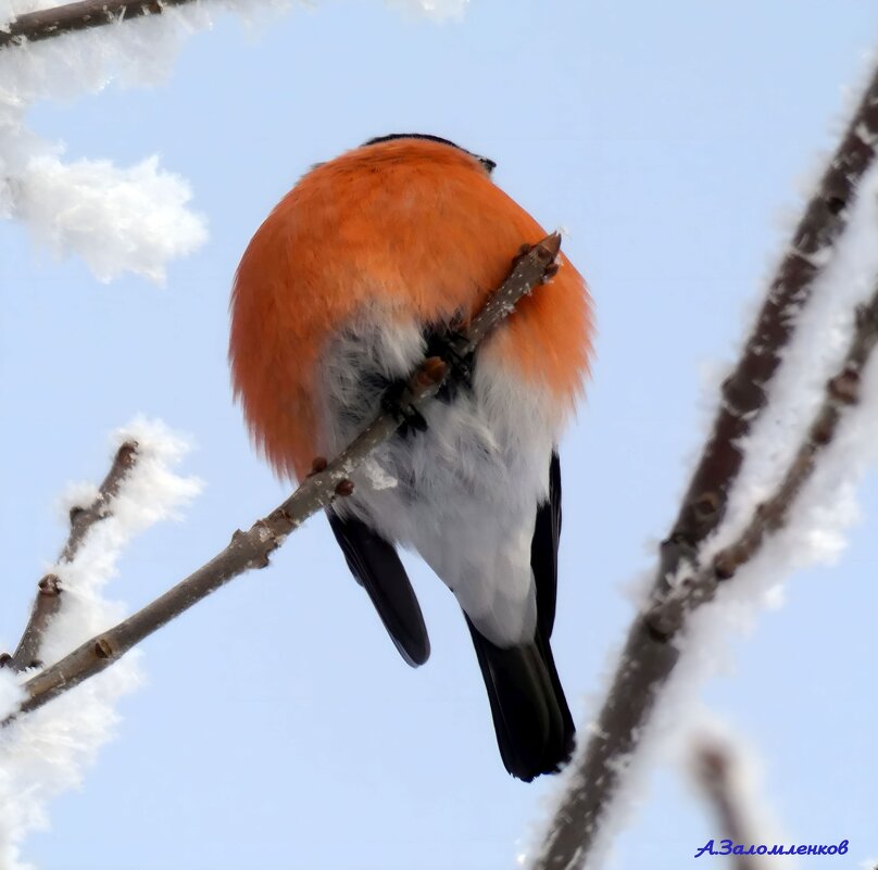 О ярких пухликах декабря... - Андрей Заломленков