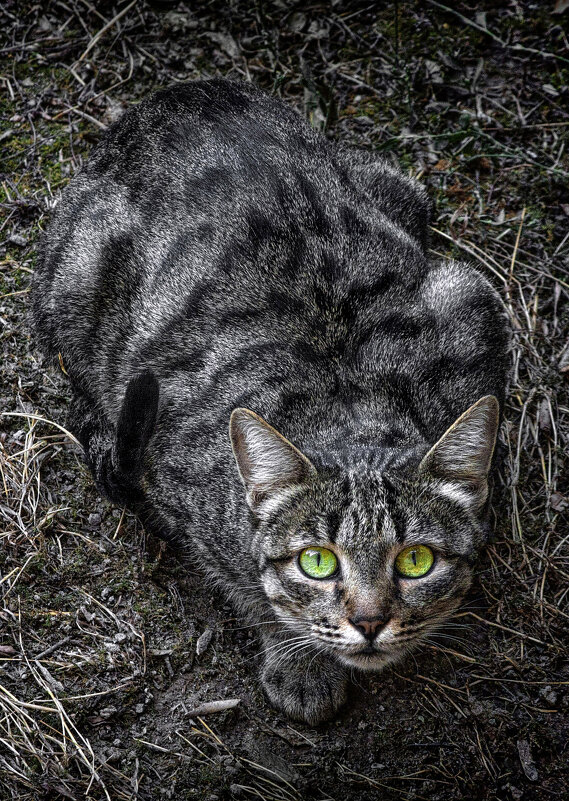 Хищник - Игорь 