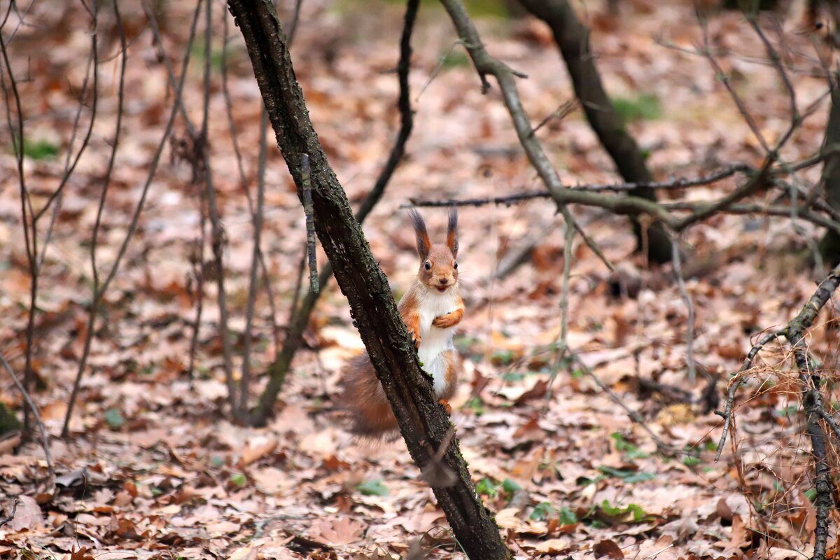 В парке - Андрей Л. В.