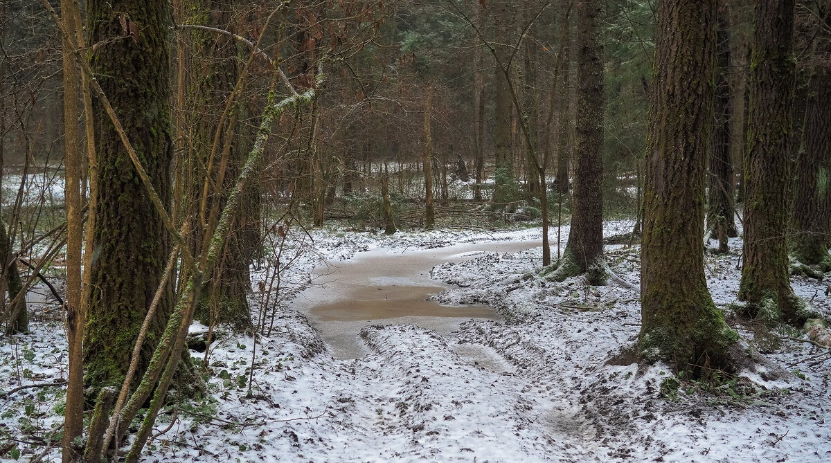 По Лесным Дорожкам - юрий поляков