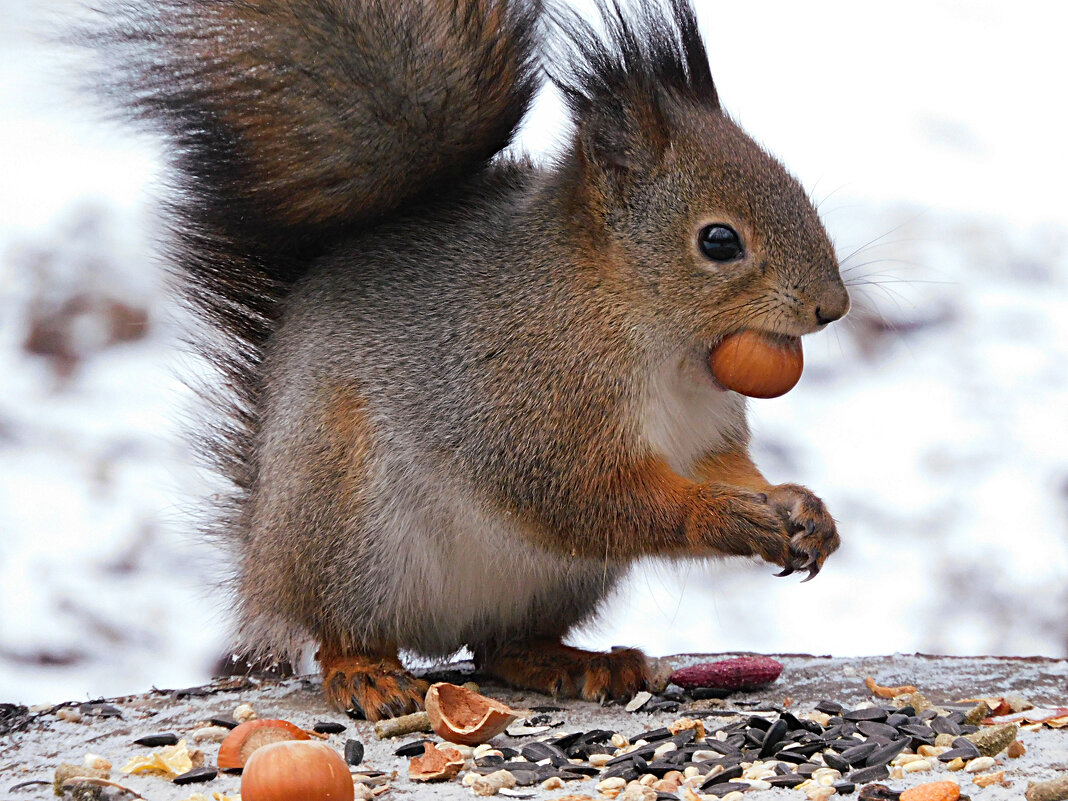 Белка - Лина 