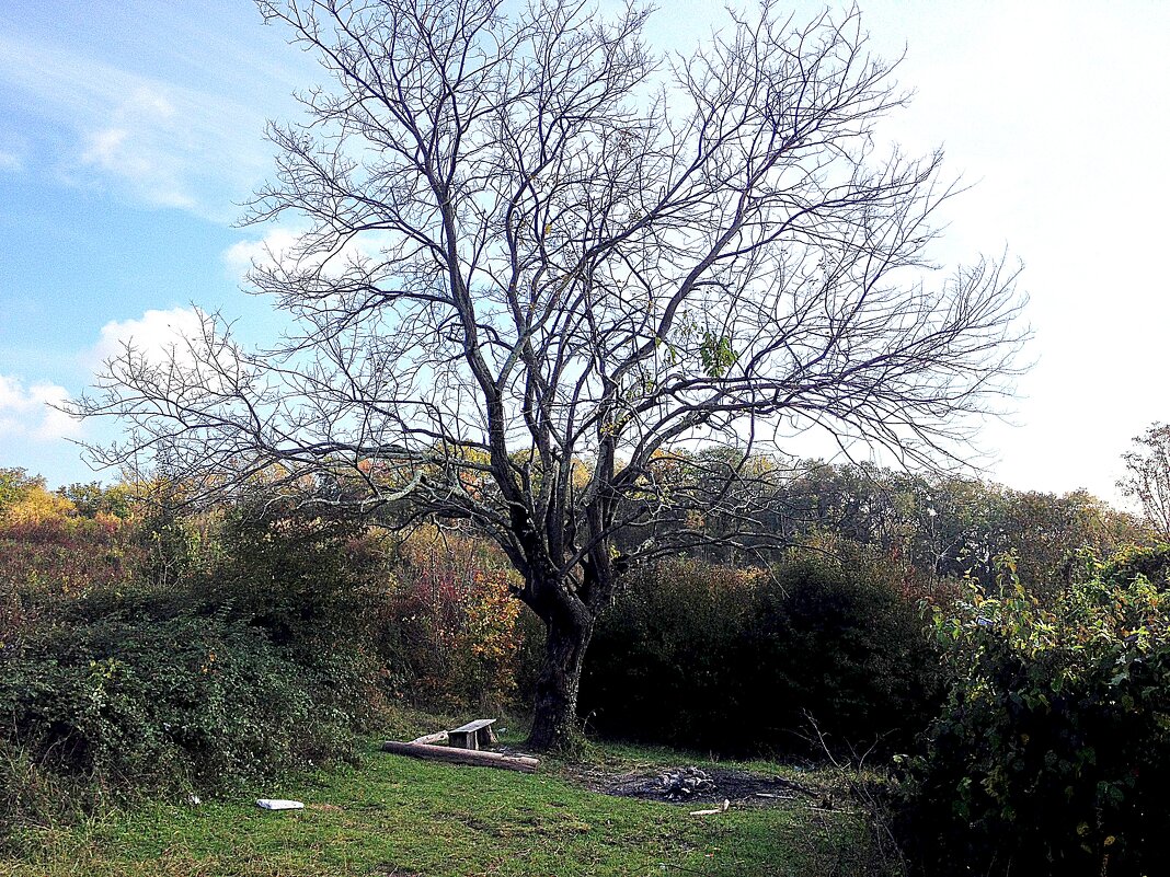 Поляна по дороге на Орлиные скалы - Tata Wolf