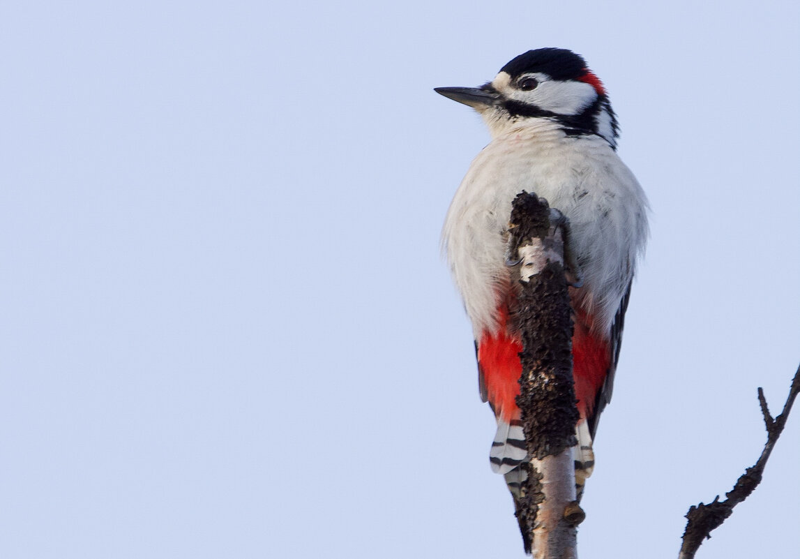 Большой пёстрый дятел - Виктория 