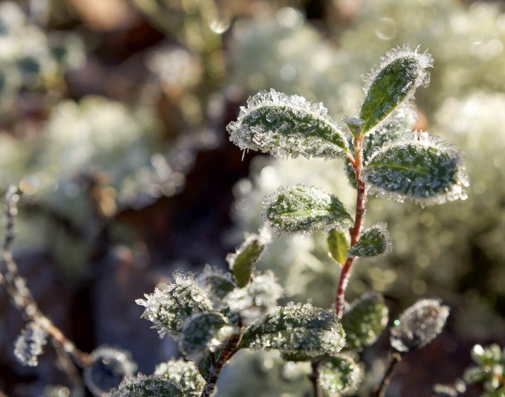 Первые заморозки - Виктория 