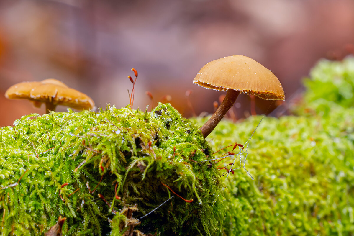 **** - Виталий Емельянов