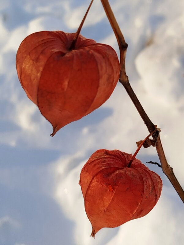 Зимний физалис - светлана льдокова