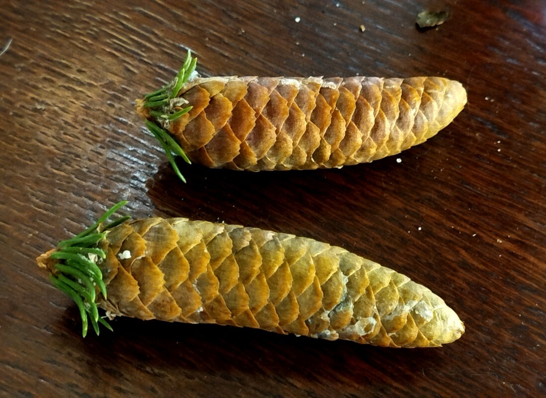 Еловые шишки - светлана льдокова