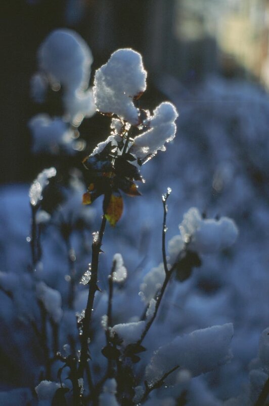 Декабрь - Александр Змеев