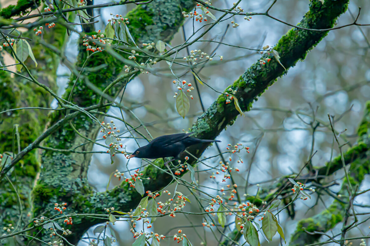 Зимняя подкормка. - Lucy Schneider 