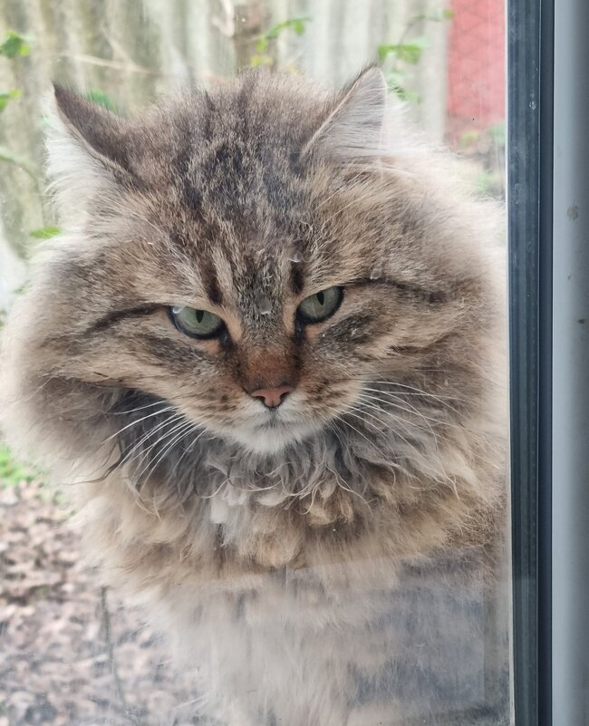 Ушки на макушке :) - Наталья 