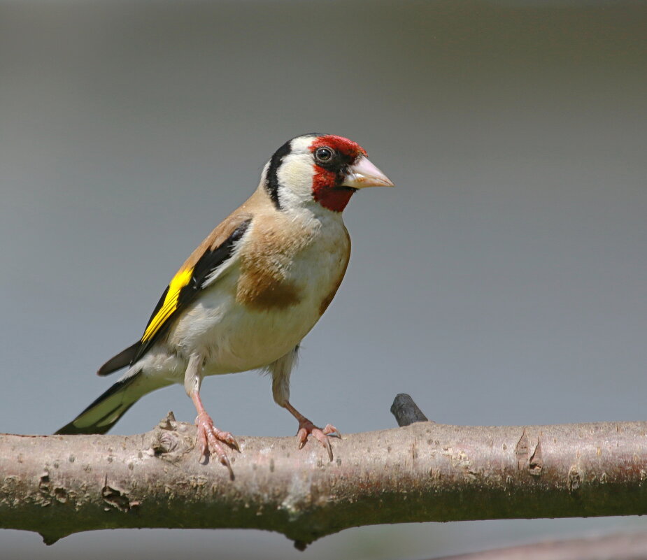 щегол - Andrey Bragin щегол - Andrey Bragin