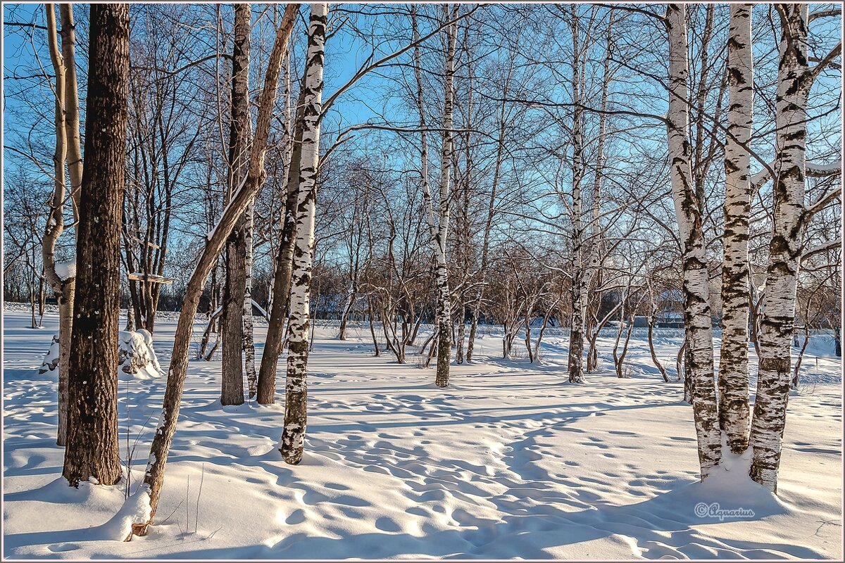 Морозный денёк... - Aquarius - Сергей