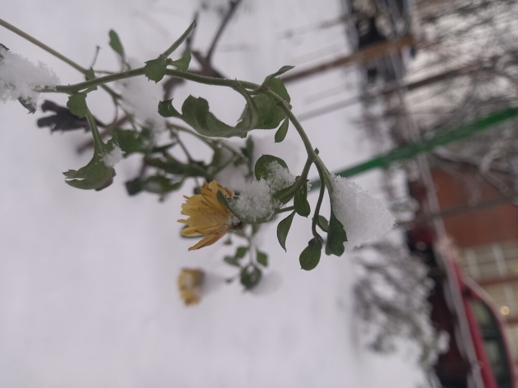 Хризантема - Сапсан 