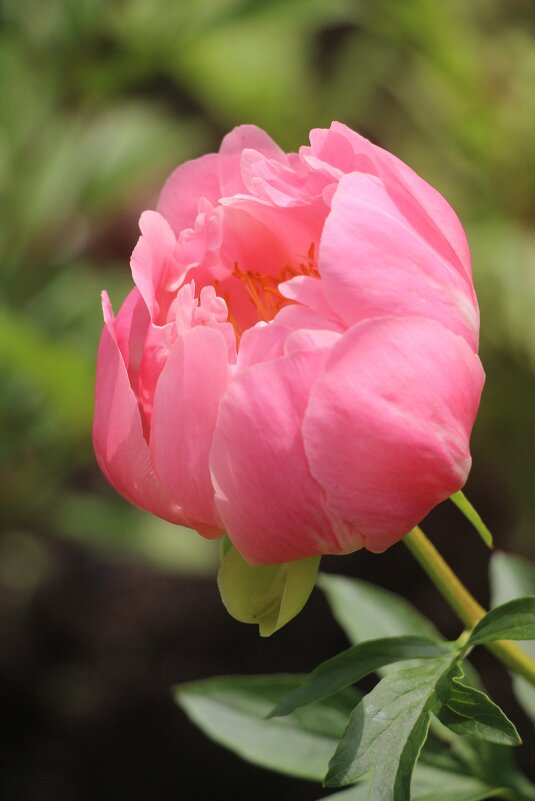 Лето 2025. Июнь - Наталья Герасимова Лето 2025. Июнь - Наталья Герасимова