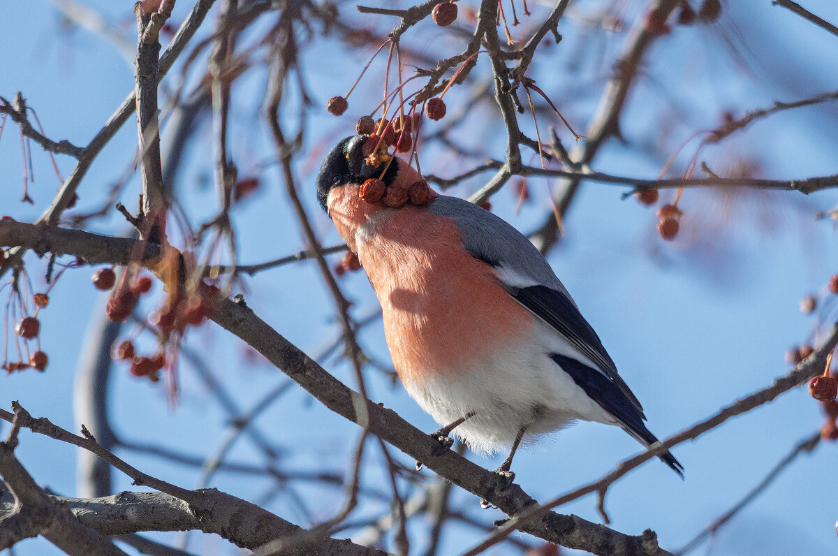 Вкусные яблочки - Виктор Иванович Чернюк