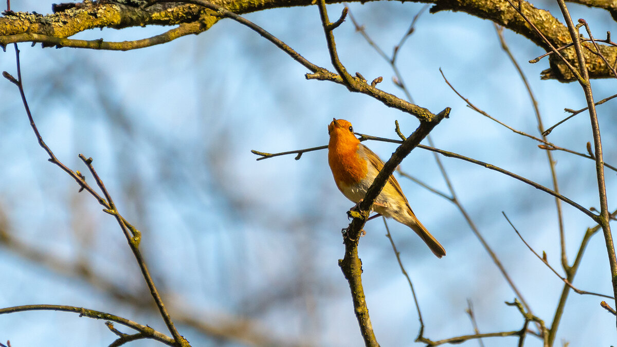 Малиновка - Владимир Лазарев