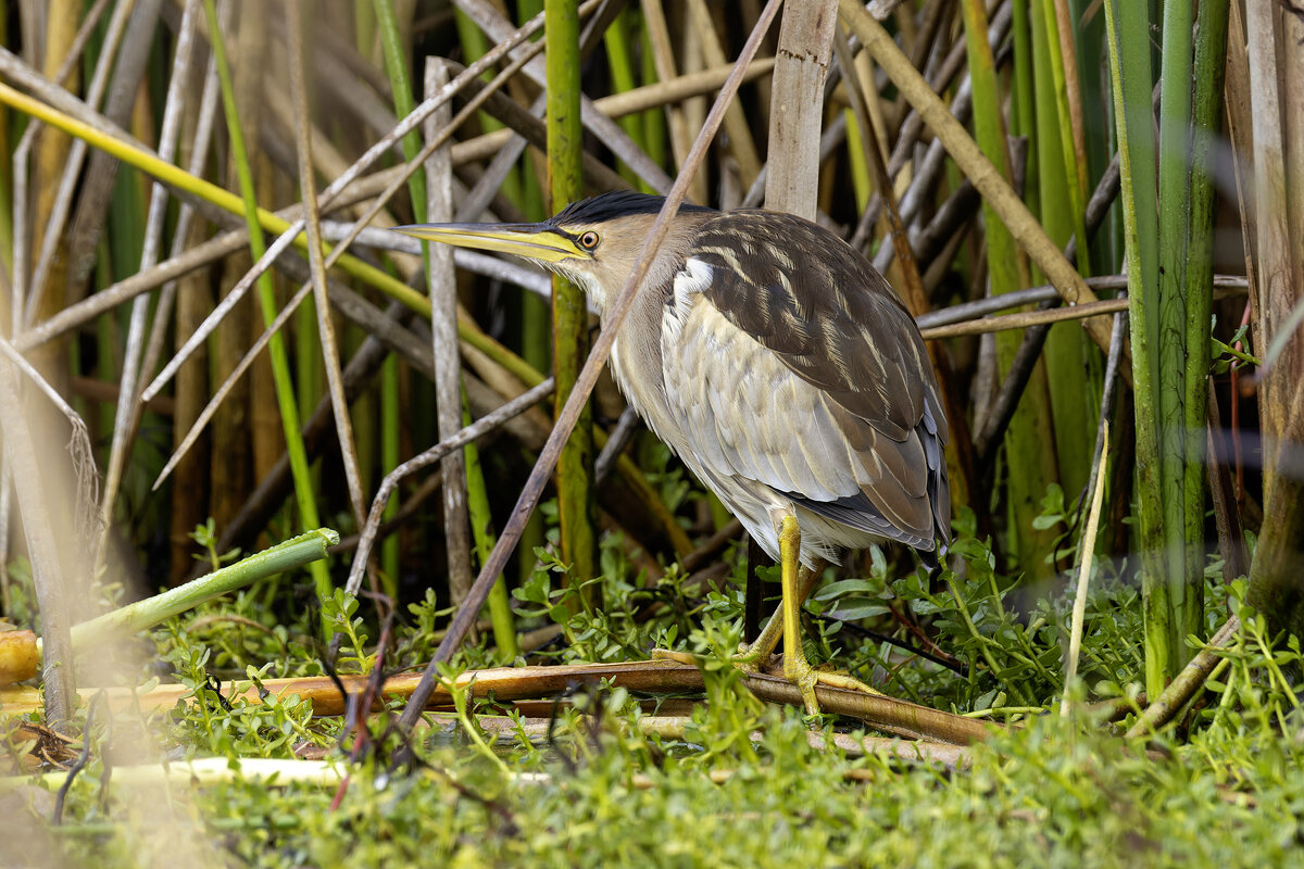 Малая выпь. - Alexander Amromin