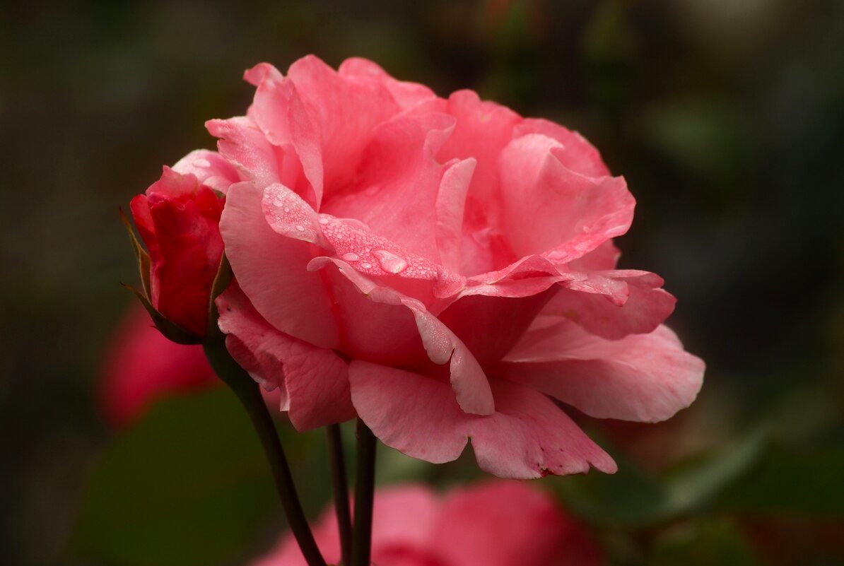 Доброе утро - Юрий. Шмаков