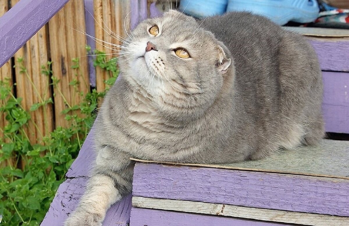 Хорошо на даче! - Галина Нестратова