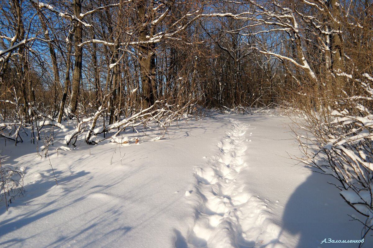 Однажды в студёную зимнюю пору я из лесу вышел.. - Андрей Заломленков