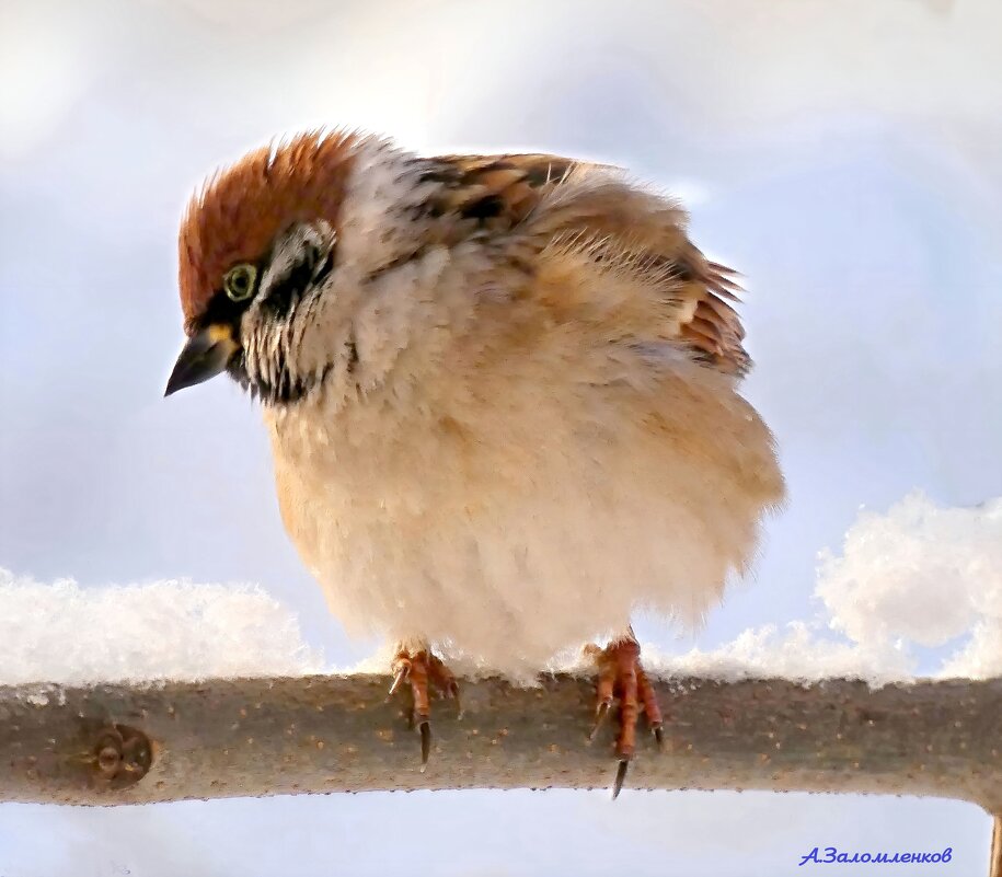 Что-то стало холодать, надо семок поклевать! - Андрей Заломленков
