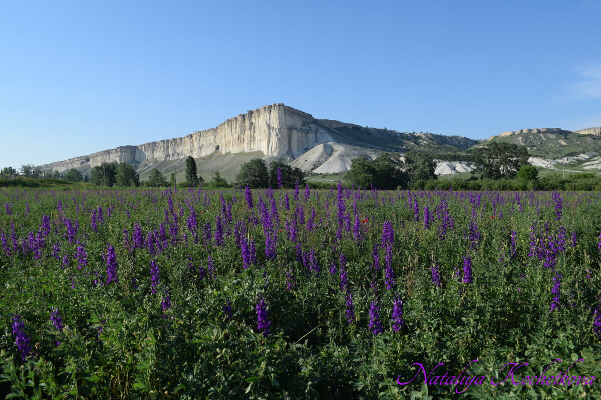 Природа Крыма - Amazing Cosmea