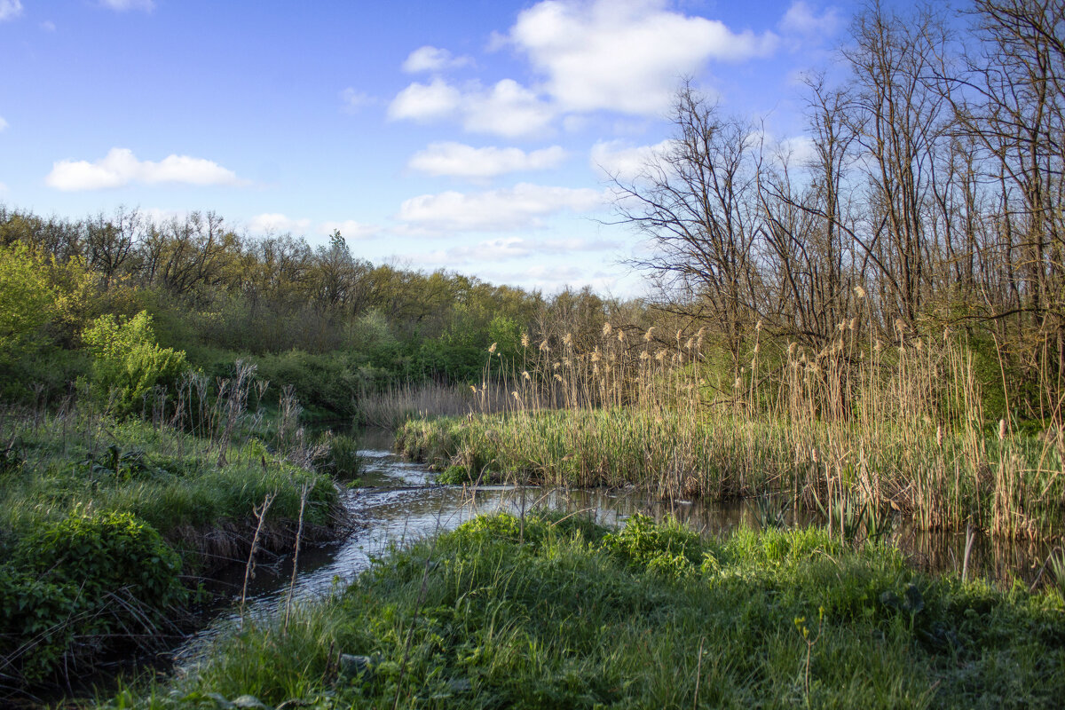Щепкинский лес. - Александр. AVG100 ---