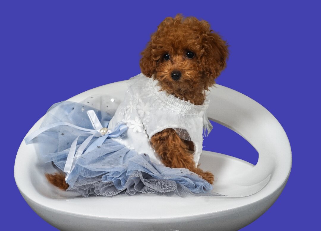 Николь - Михаил Трофимов