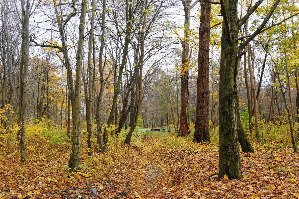Ашманн парк, Калининград - Рита Симонова