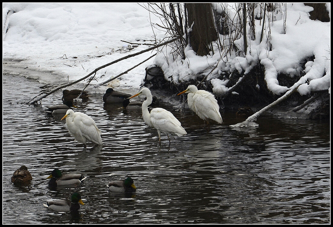 Остались  зимовать - Aleksandr Gal