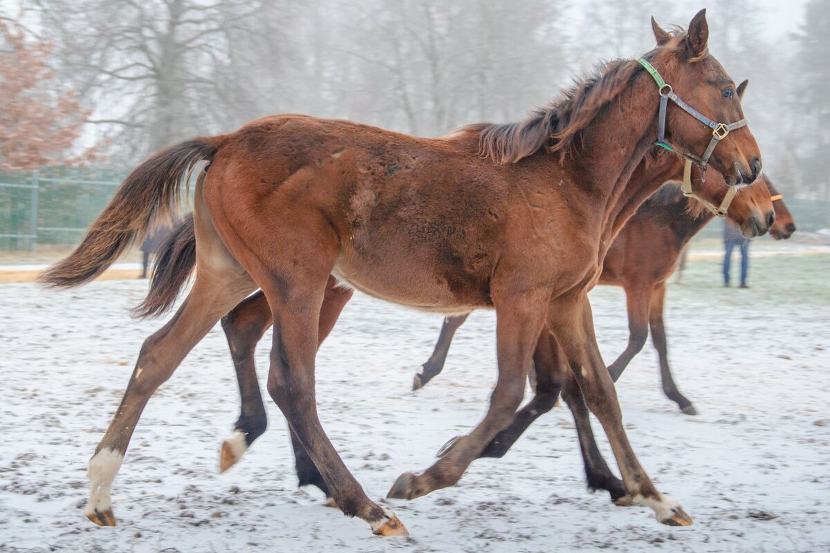 Локотской конезавод Брянская область. - Галина Ложечникова