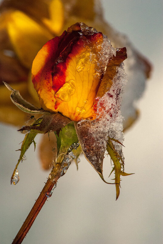 Короткие мгновенья волшебства - Римма Волченко