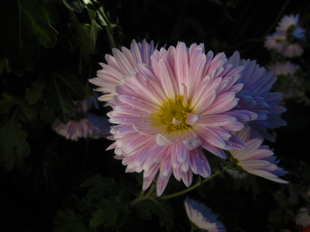 Хризантемы - Валентин Семчишин