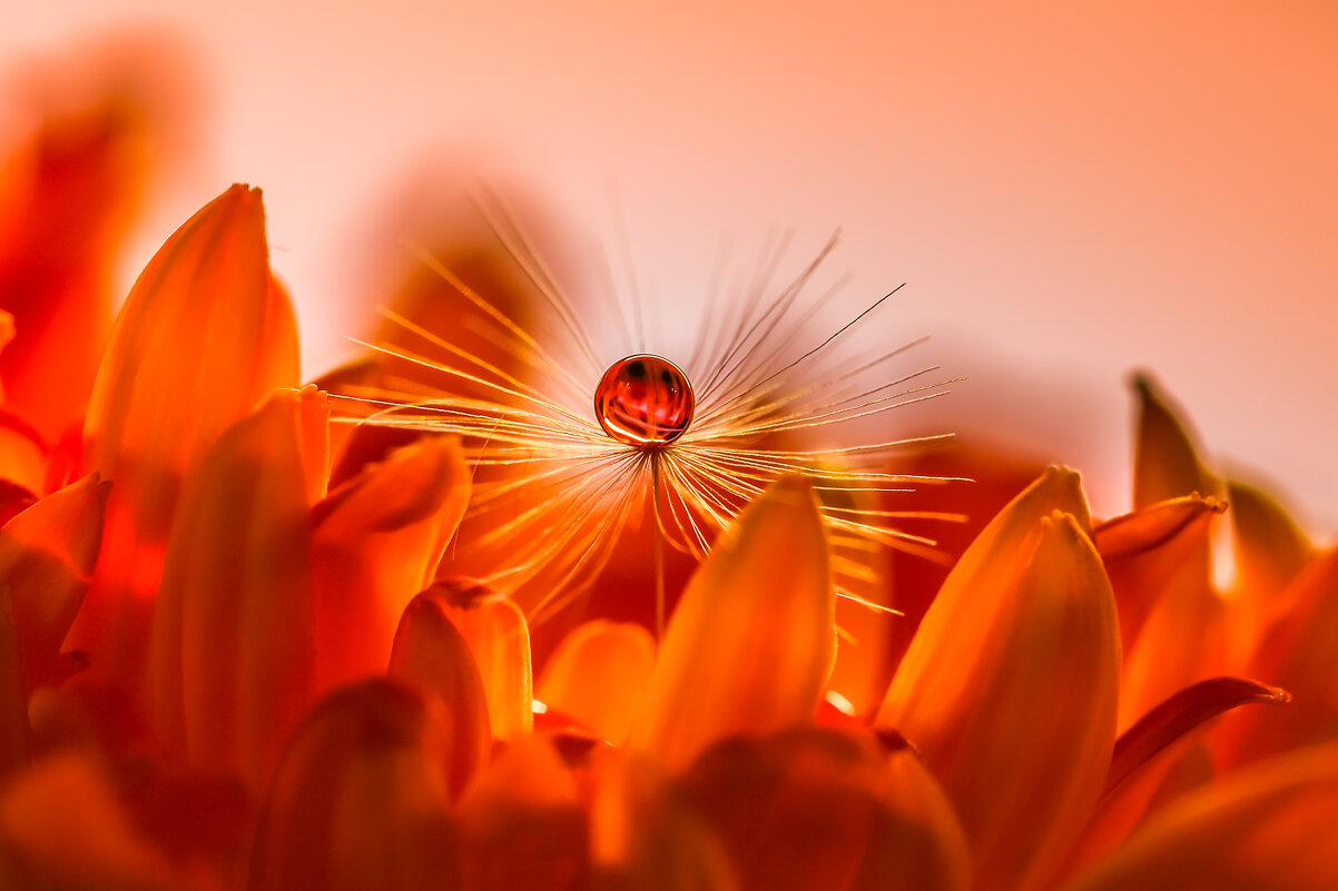 Оранжевый - Игорь Шевченко