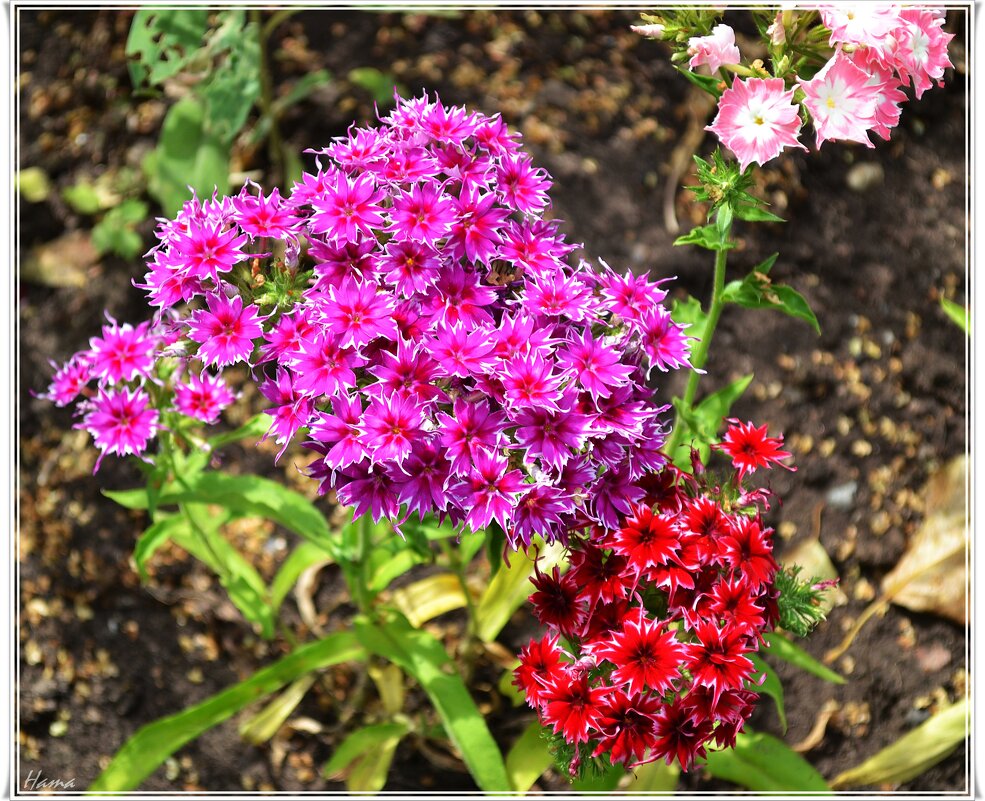 Флоксы - Ната57 Наталья Мамедова