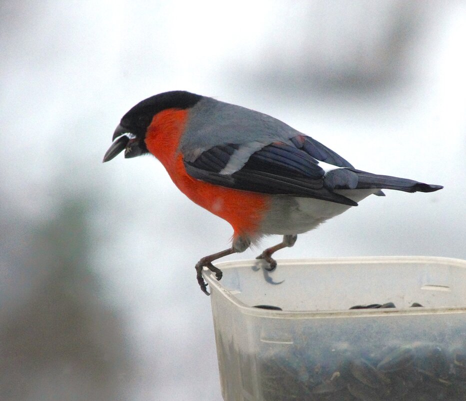 Зато снегири умеют показывать фокусы :) - Юрий Куликов