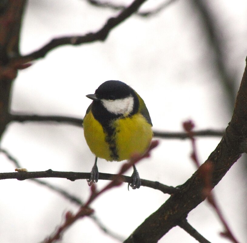 Большая синица на дубе... - Юрий Куликов