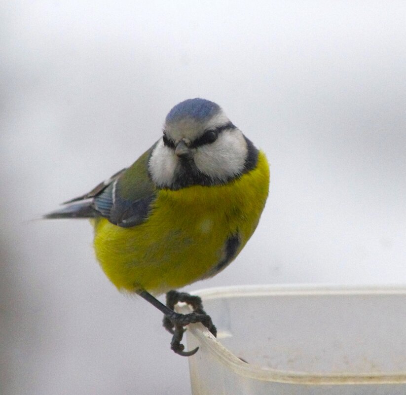 И напоследок - маленькая лазоревка :) - Юрий Куликов