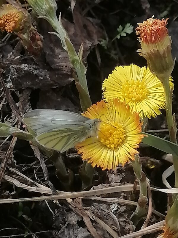 *** - Зоя Мишина