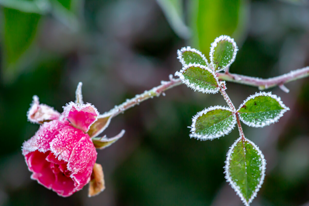 Иней. - Lucy Schneider 